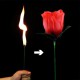 Torche en Rose